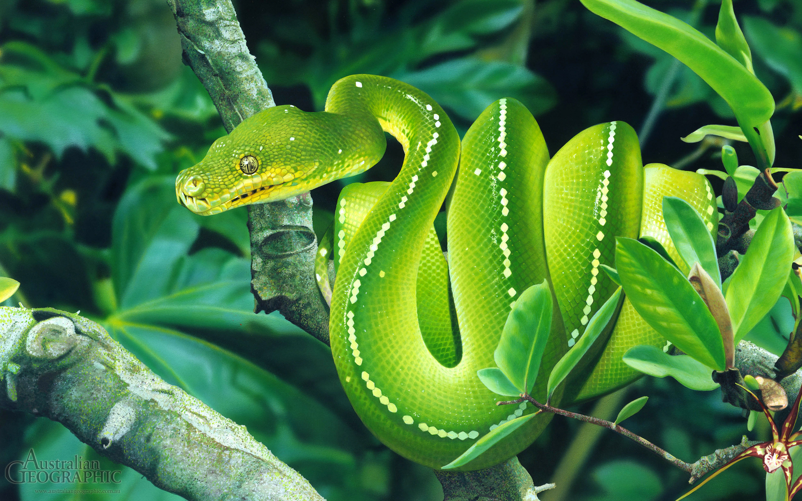 Snake