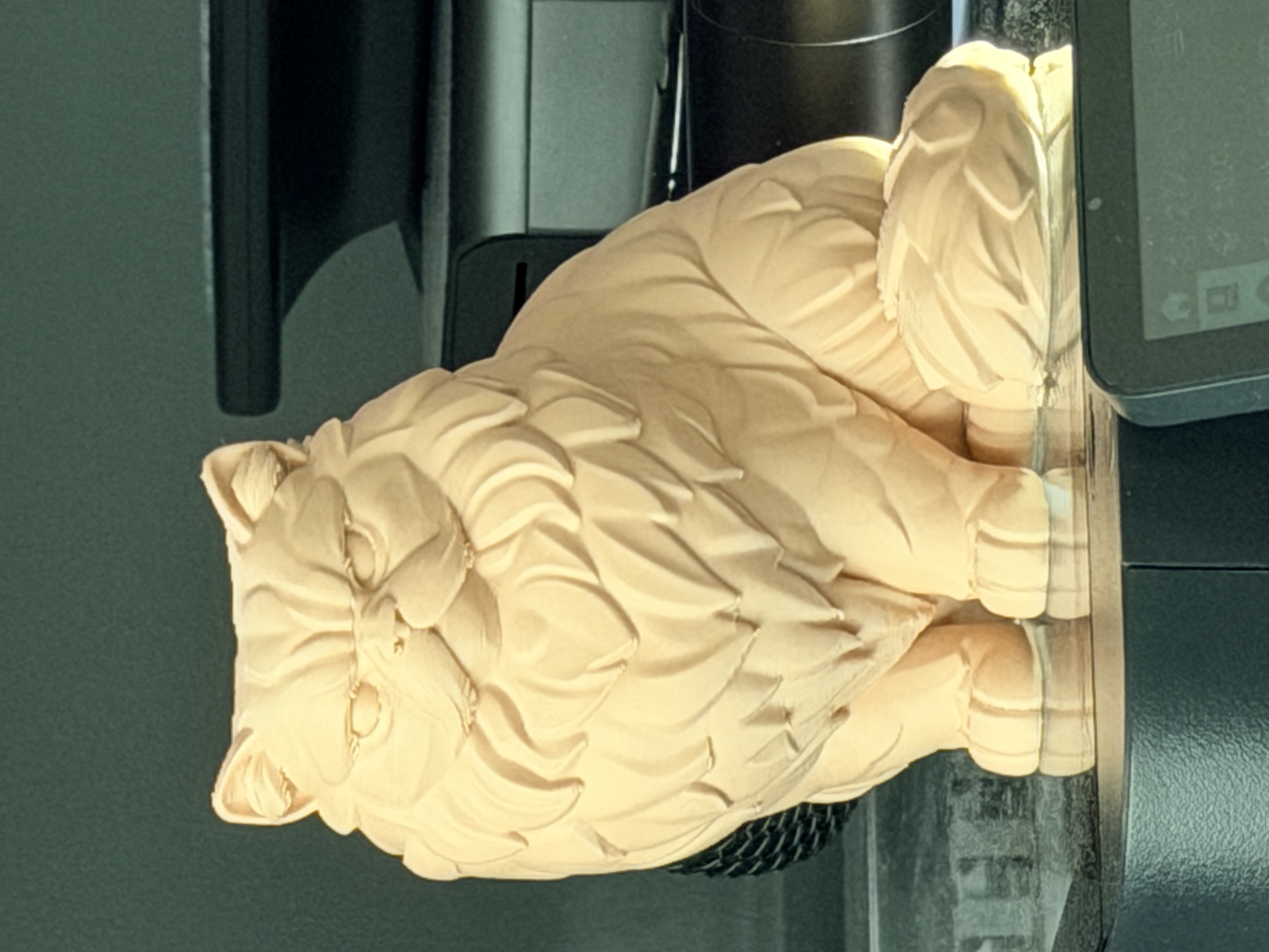 Persian Cat
