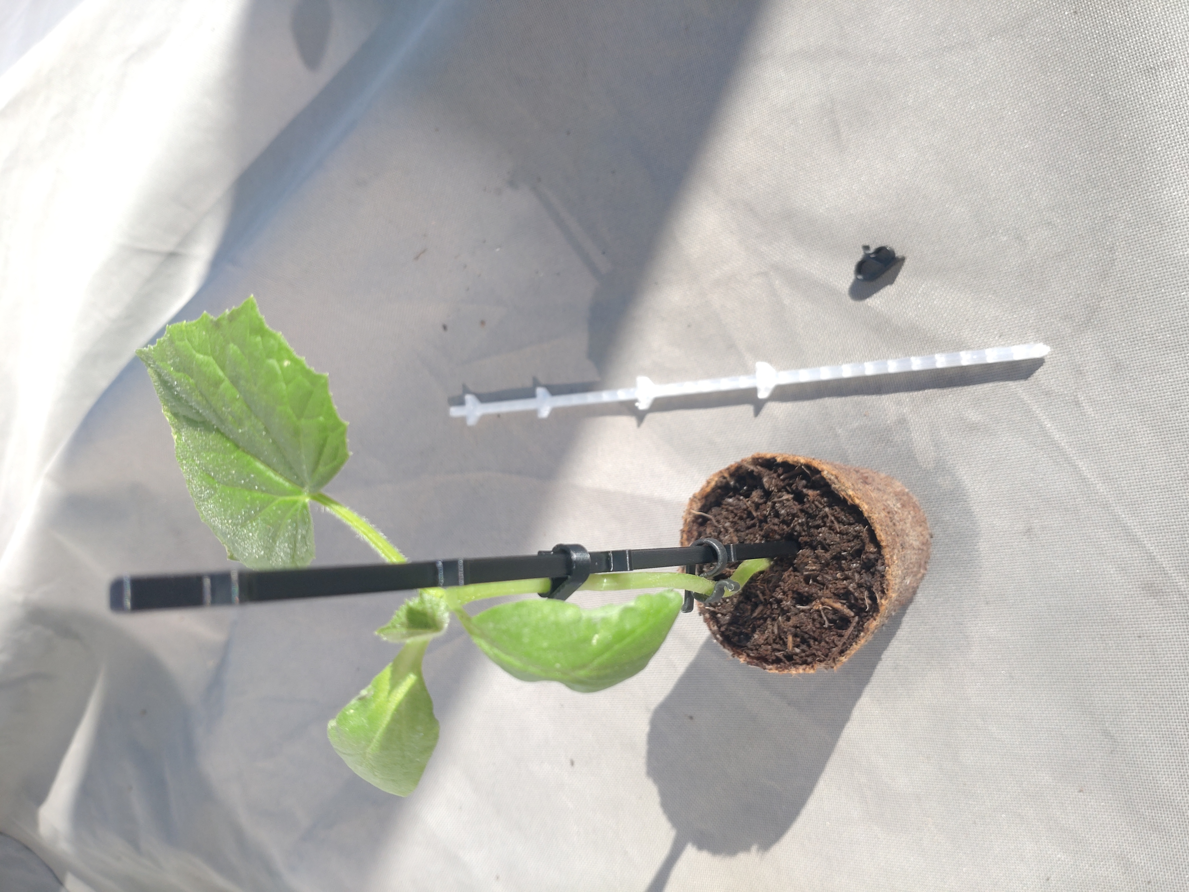 Support your seedlings
