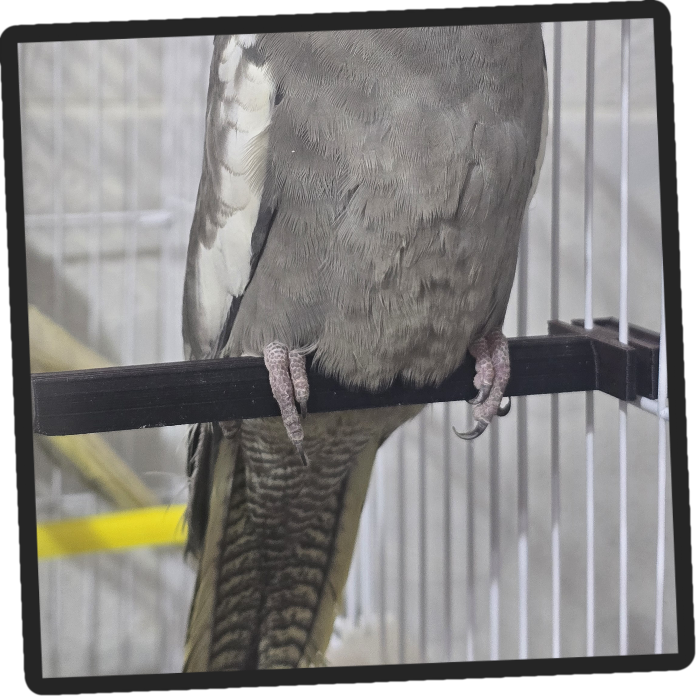 Birds Stand — miniatura 3