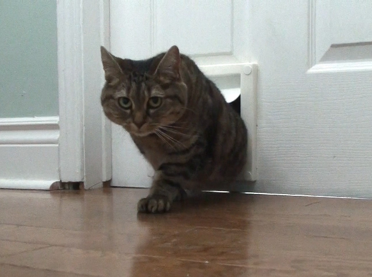 Silent Inside Cat Door — thumbnail 3