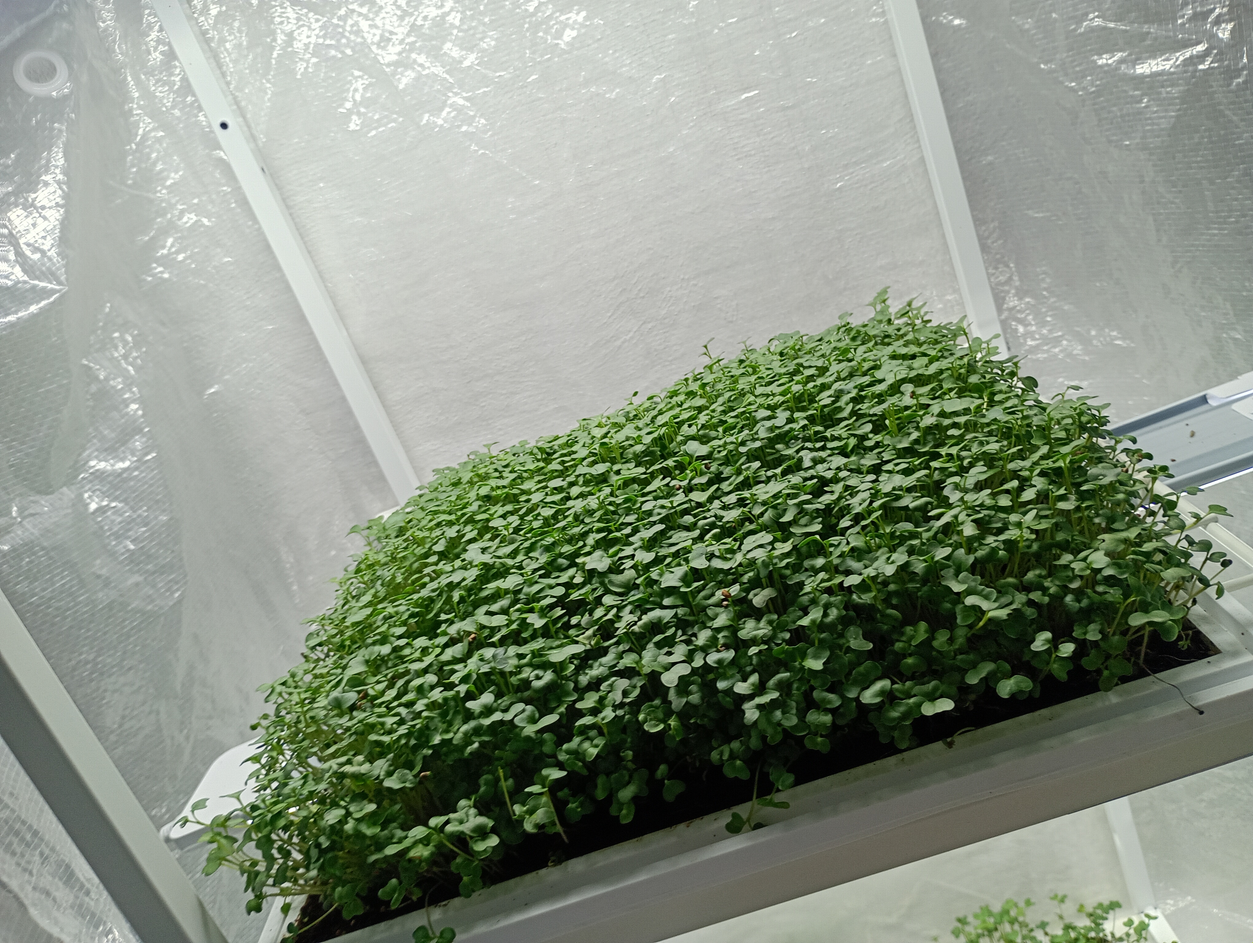 Microgreens  maker. 3D model