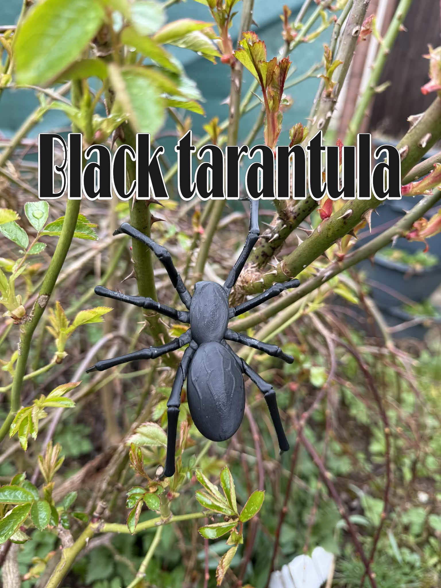 Black tarantula, spider, black widow
