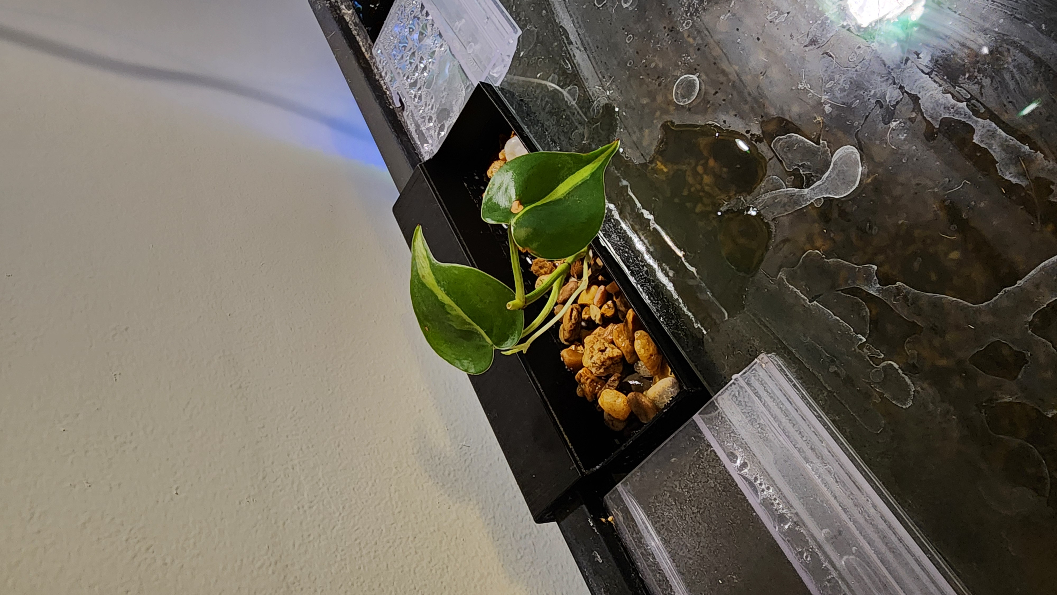 Plant Basket, Basket for Plants