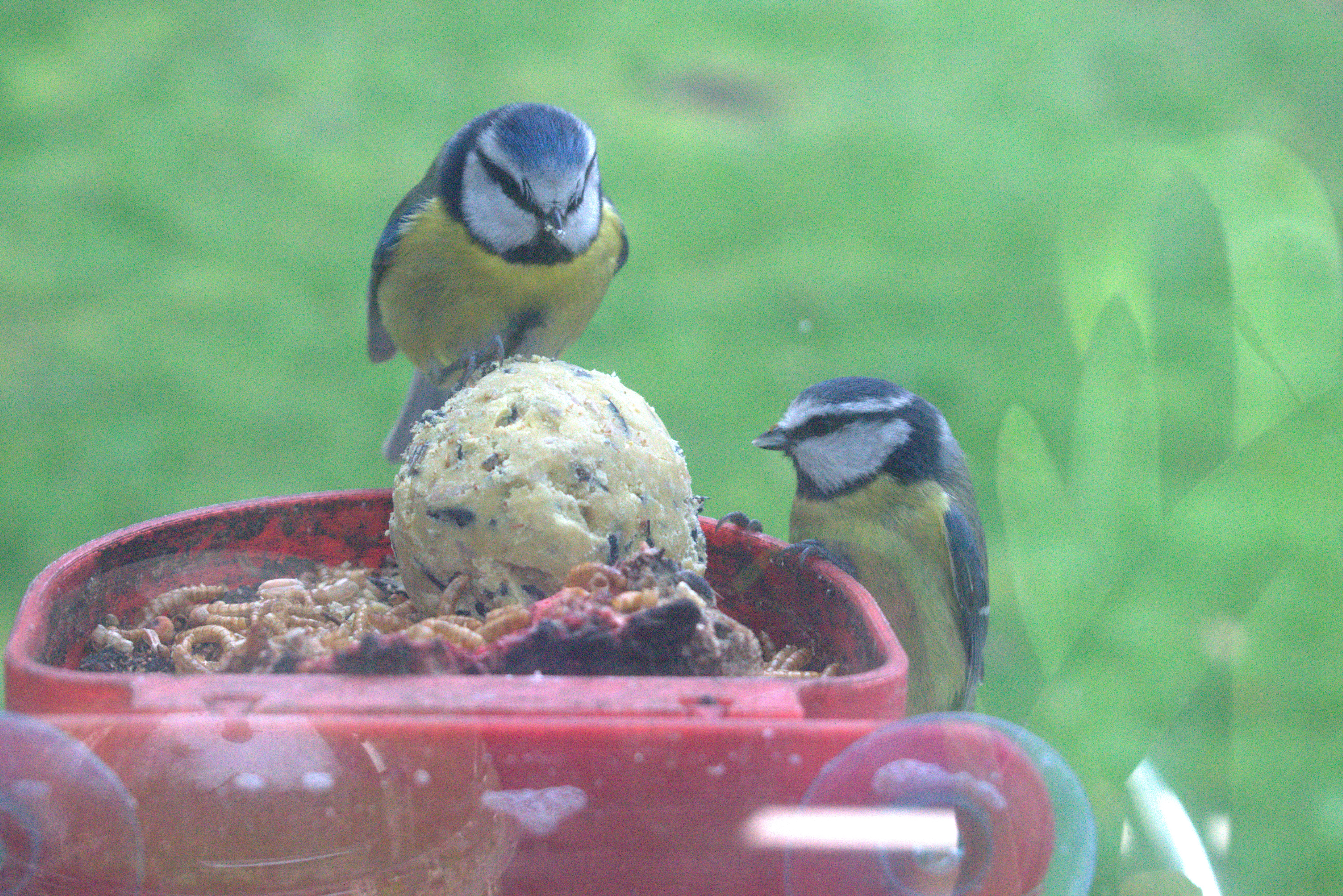 Large Window Hanging Bird Table — thumbnail 16