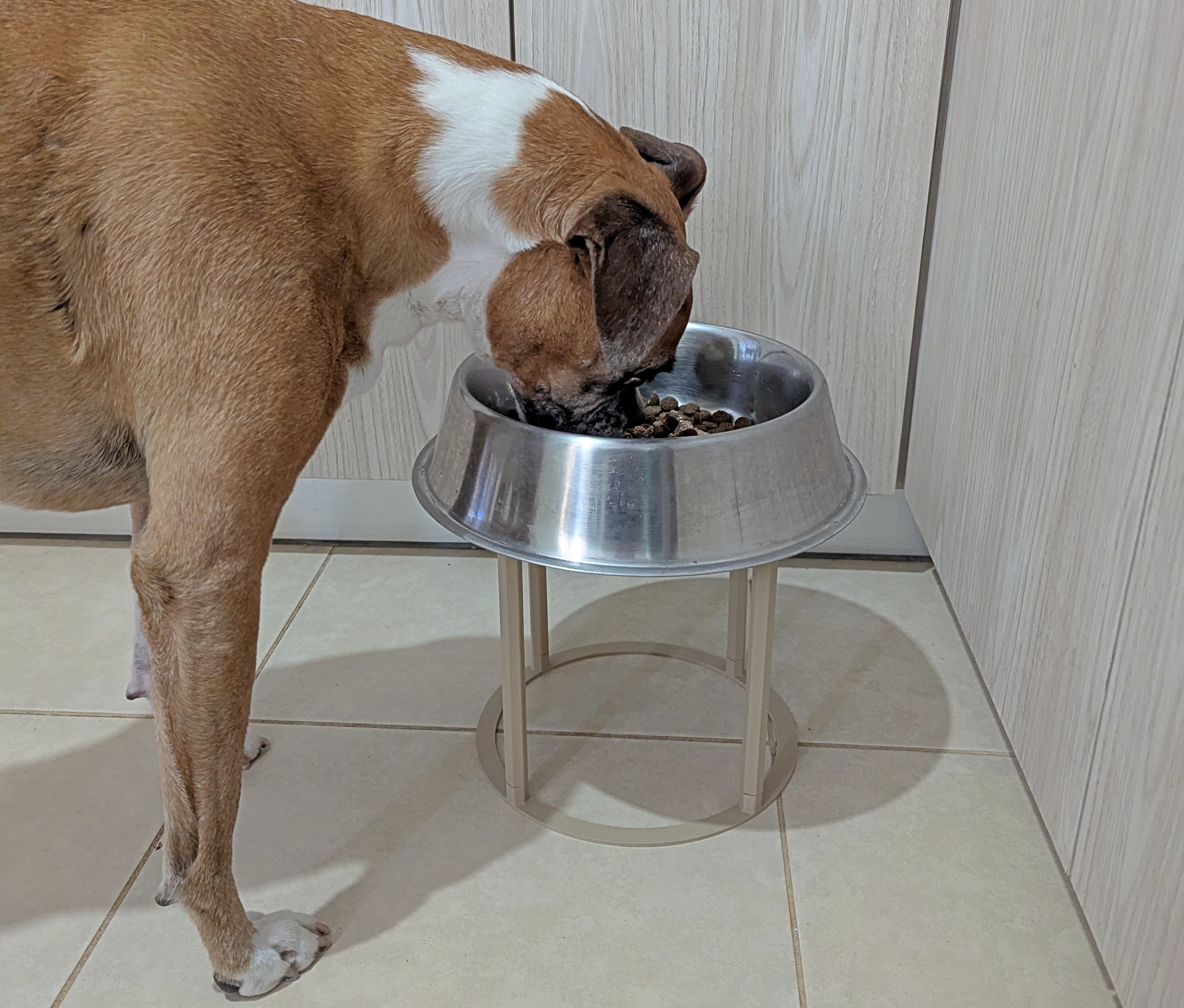 Dog bowl riser