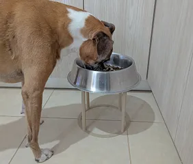 Dog bowl riser
