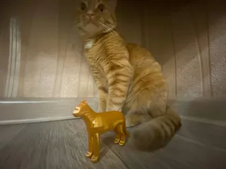 cat