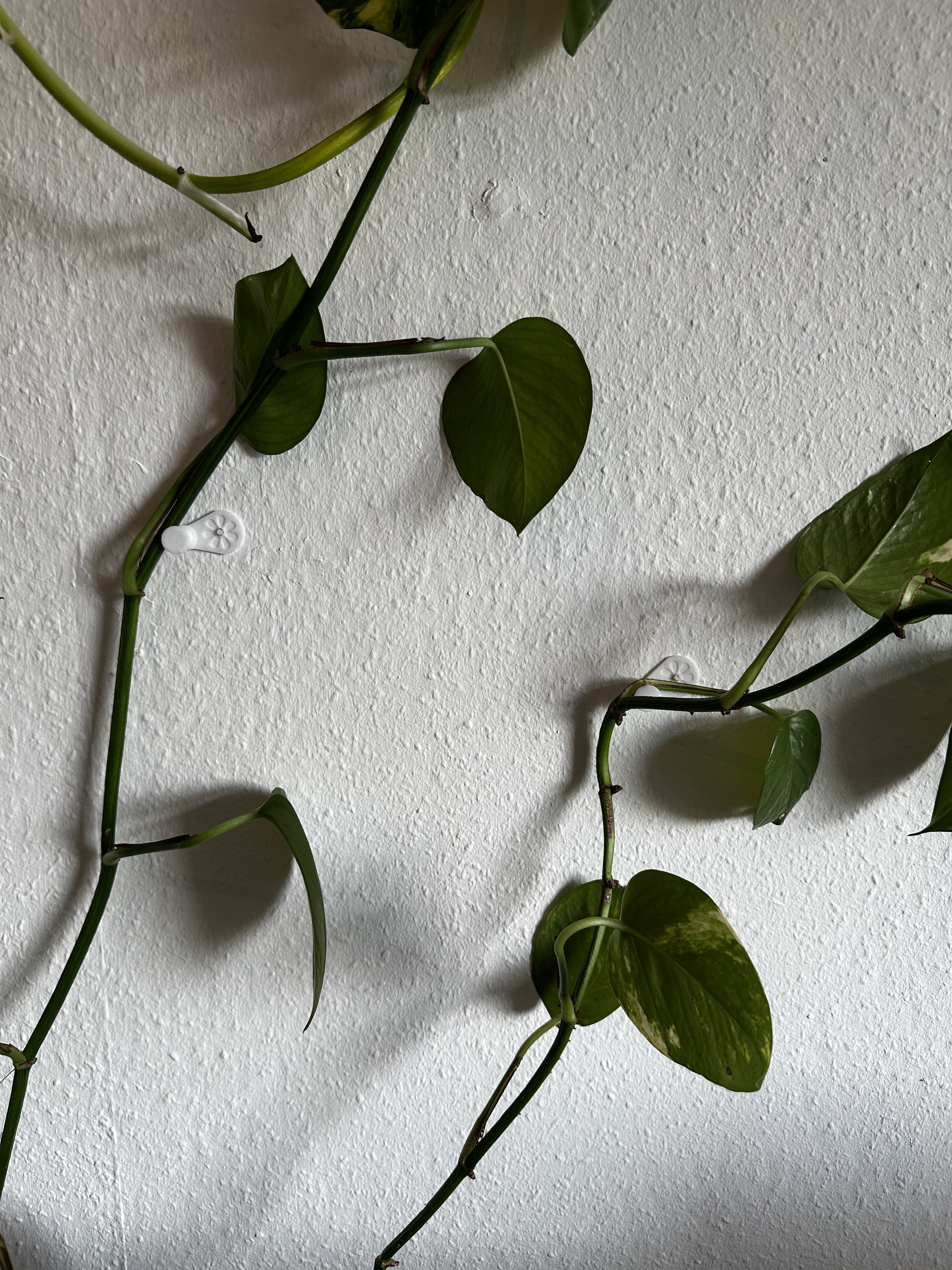 Climbing Plant Branch Wall Helper