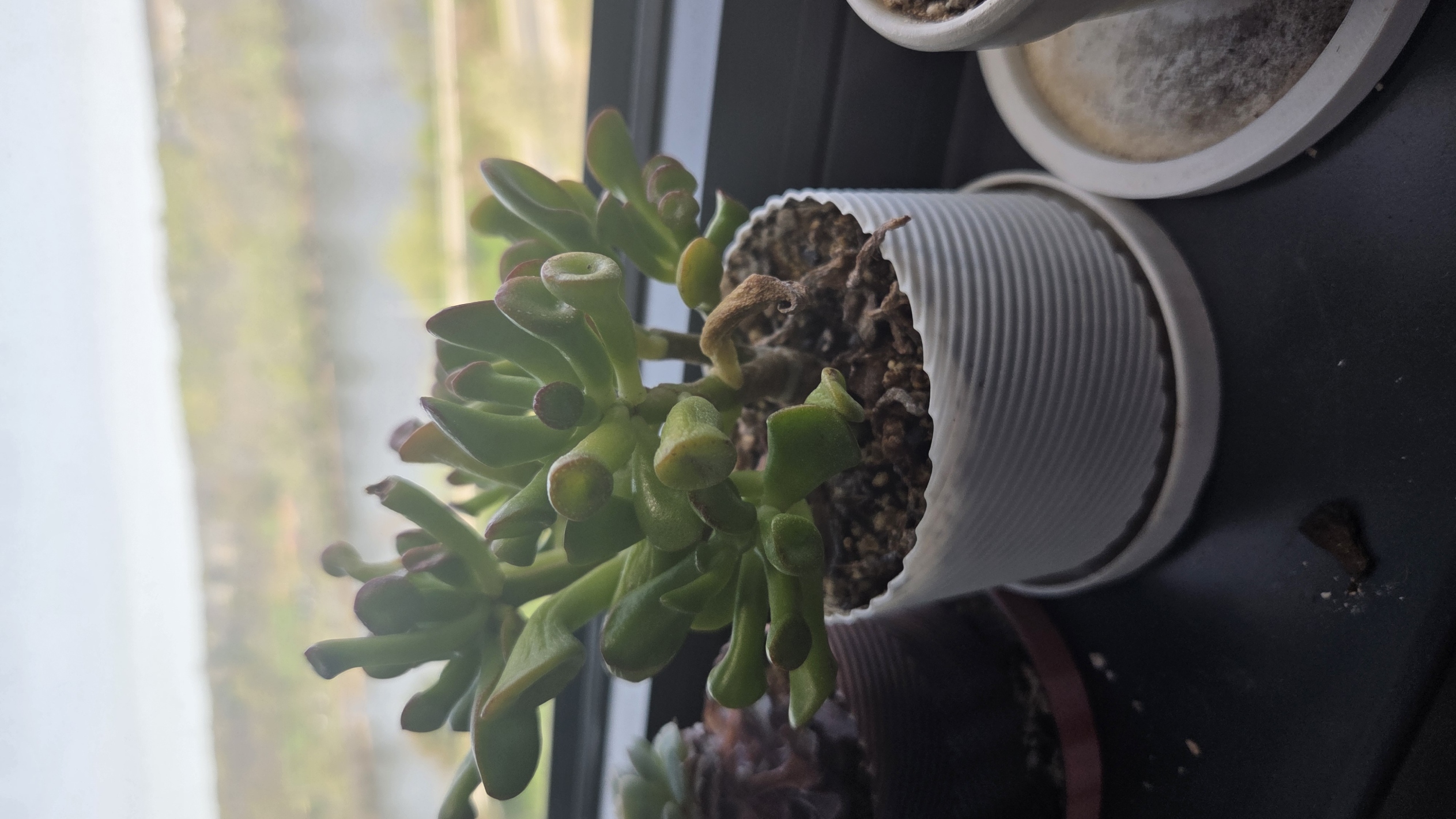 Twist Style Succulent Plant Pots with Drainage Holes and Drip Tray