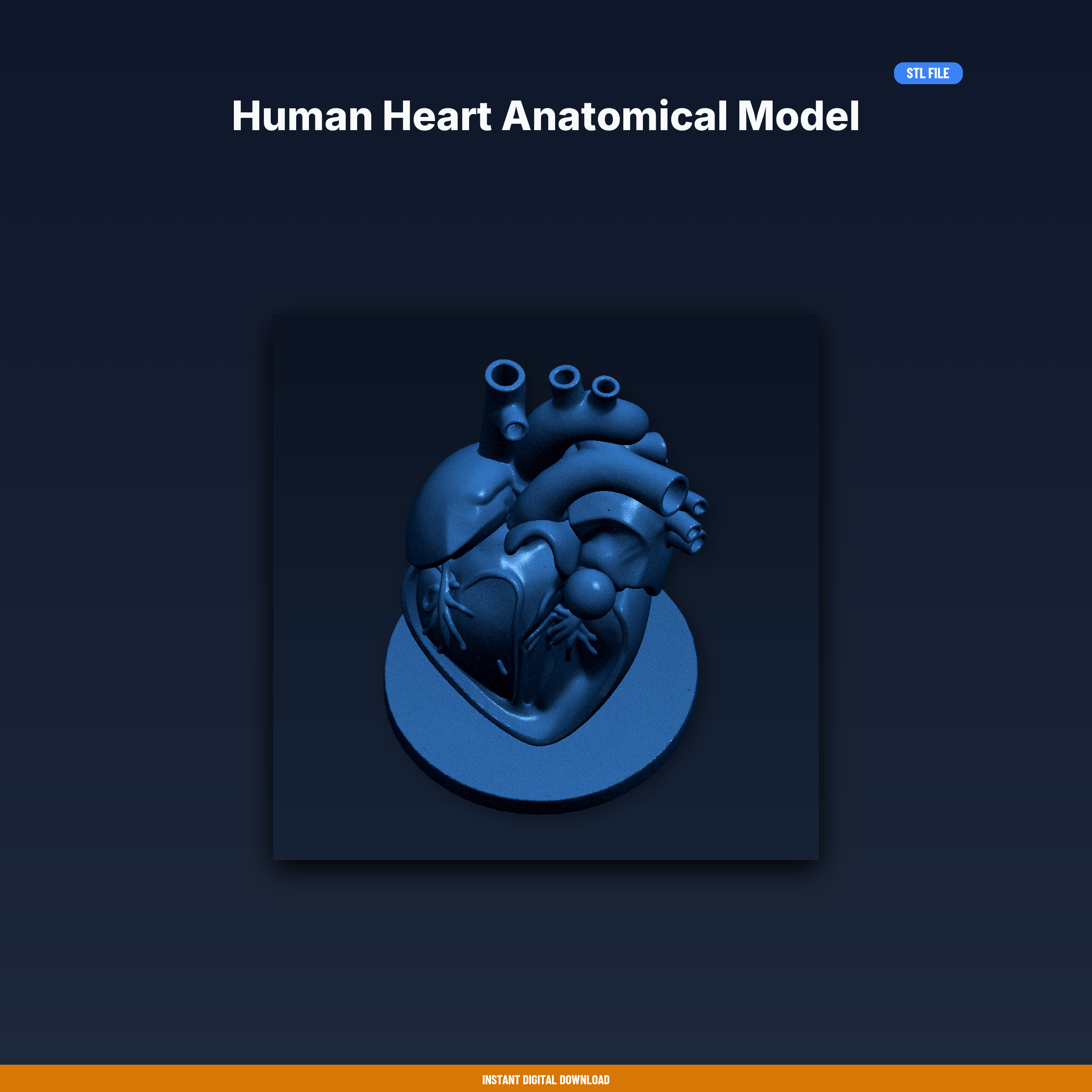 Human Heart Anatomical Model - 3D Printable STL File