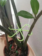 Plant holder. Hooks holder for plants.