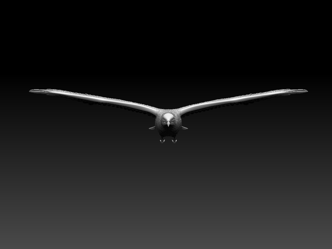 seagull — miniatura 9