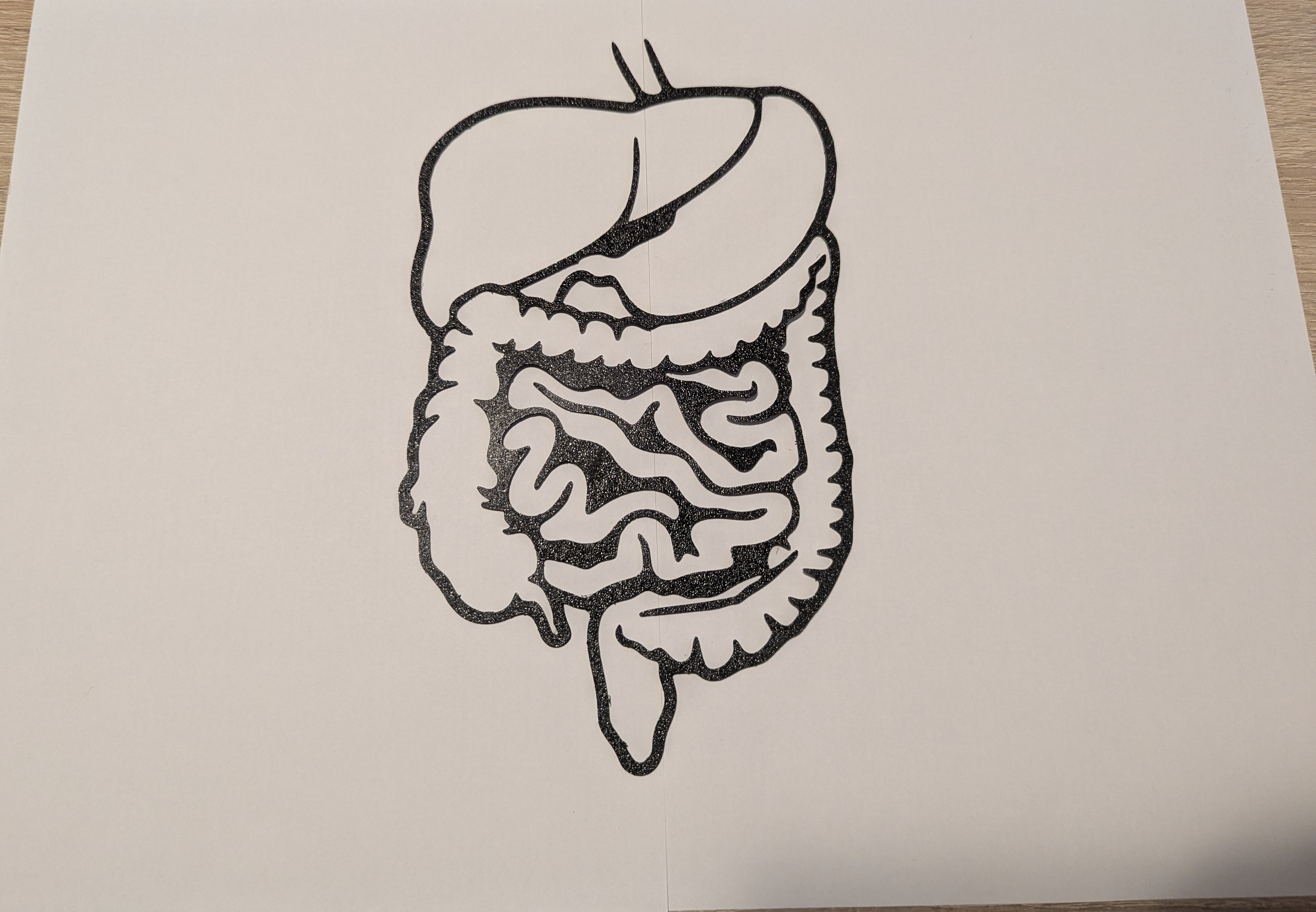 Human Digestive System Outline Model / Wall Art