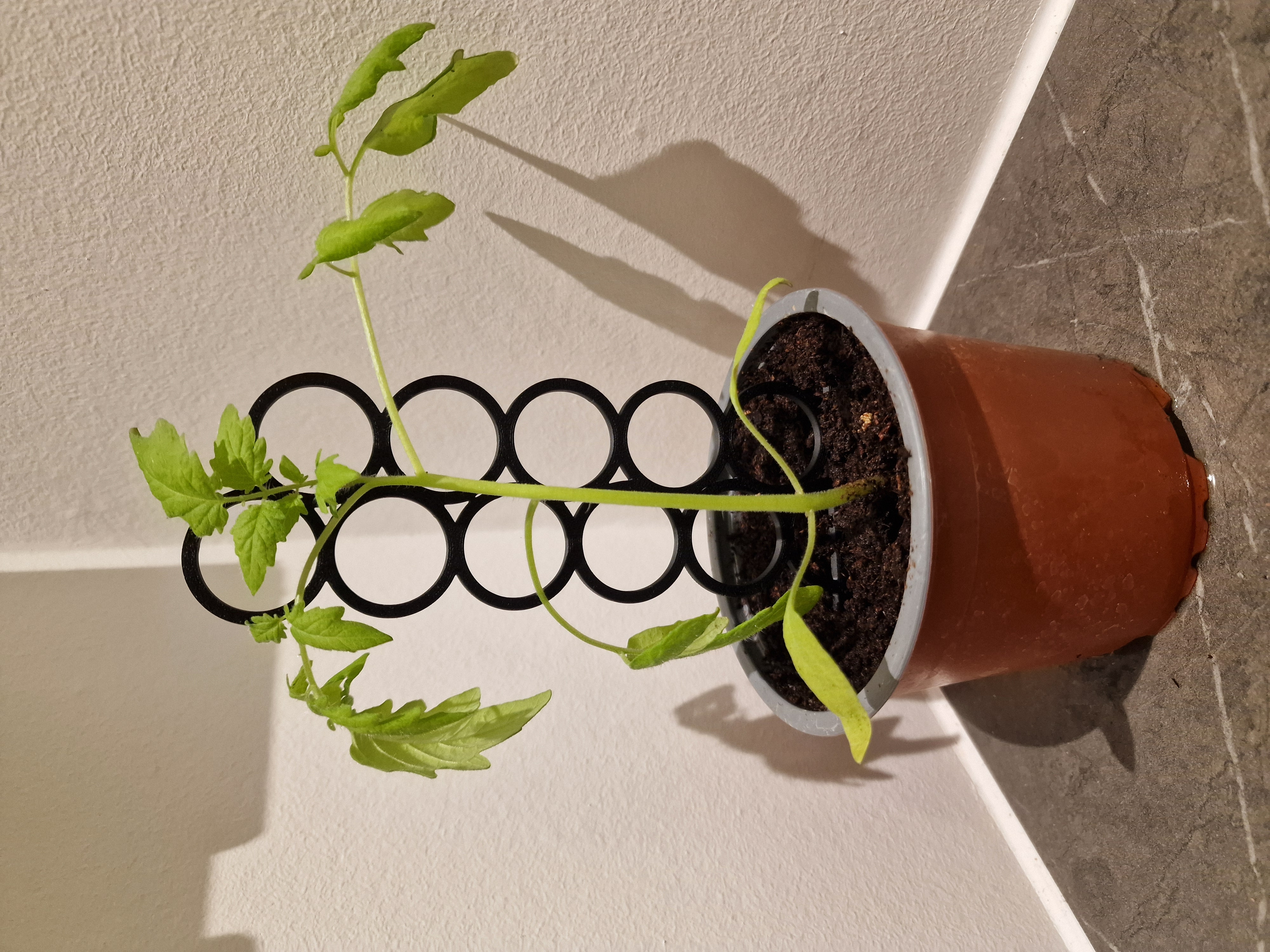 Plant holder circle