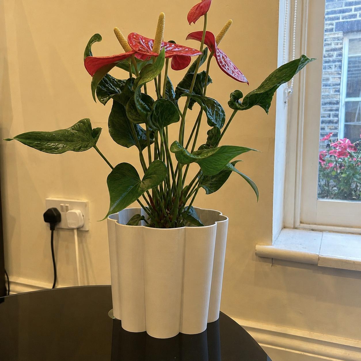 Self watering Plant Pot