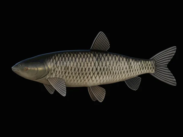 Grass Carp Model