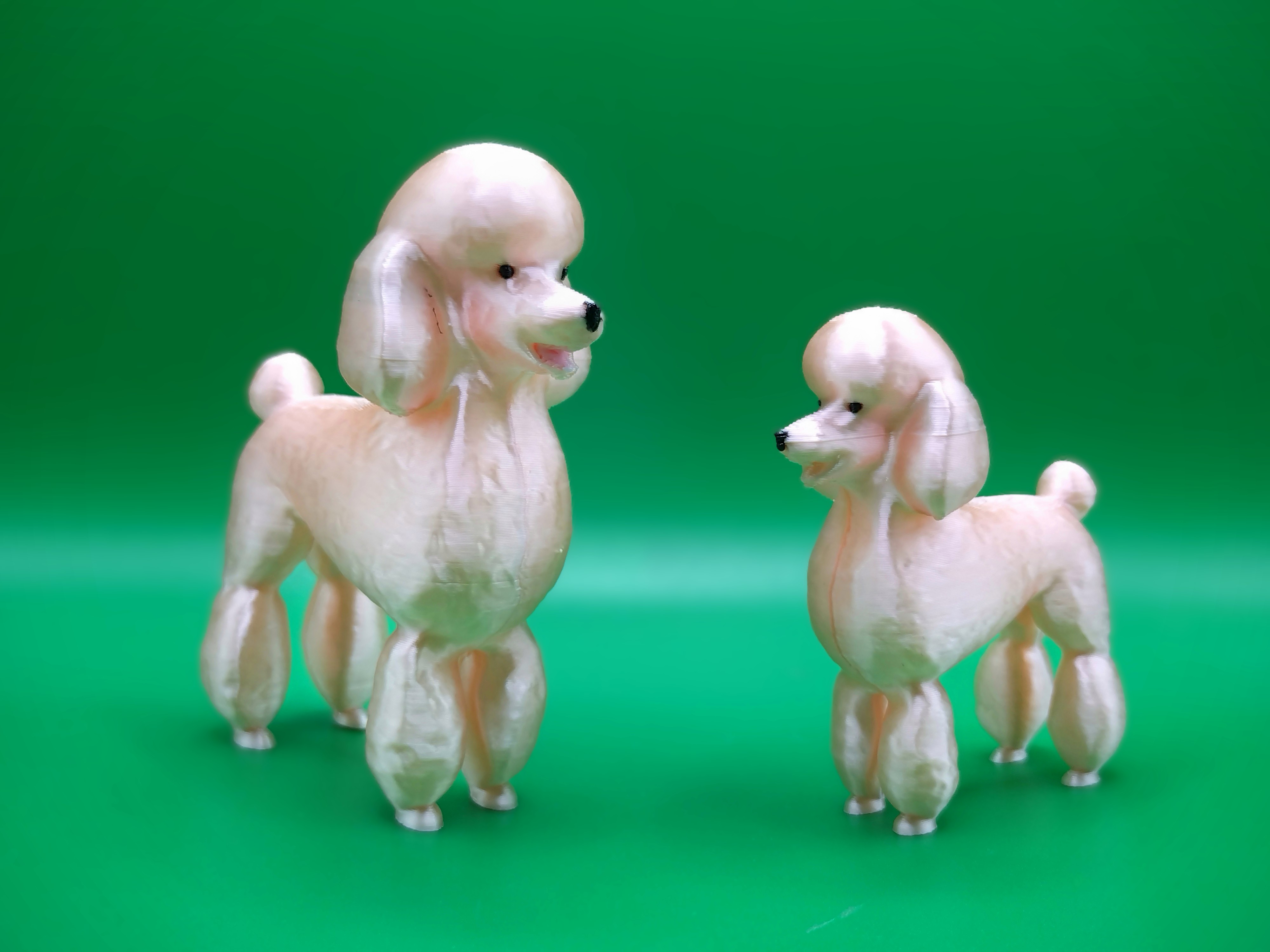 Poodle