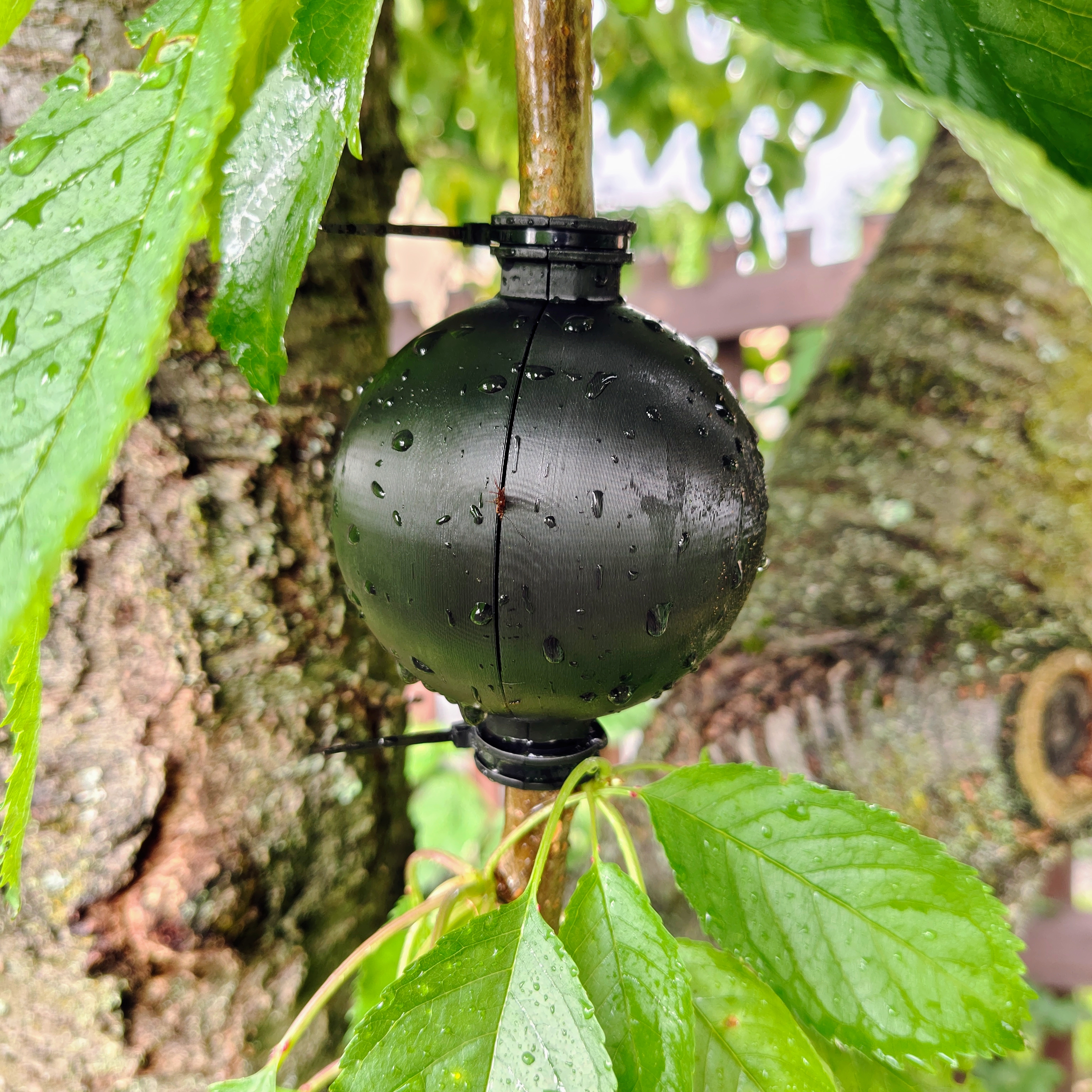 Plant Rooting Ball NO SUPORT!