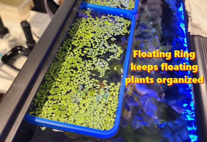 #0210 Rectangular Floating Ring (with feeding window) — thumbnail 2
