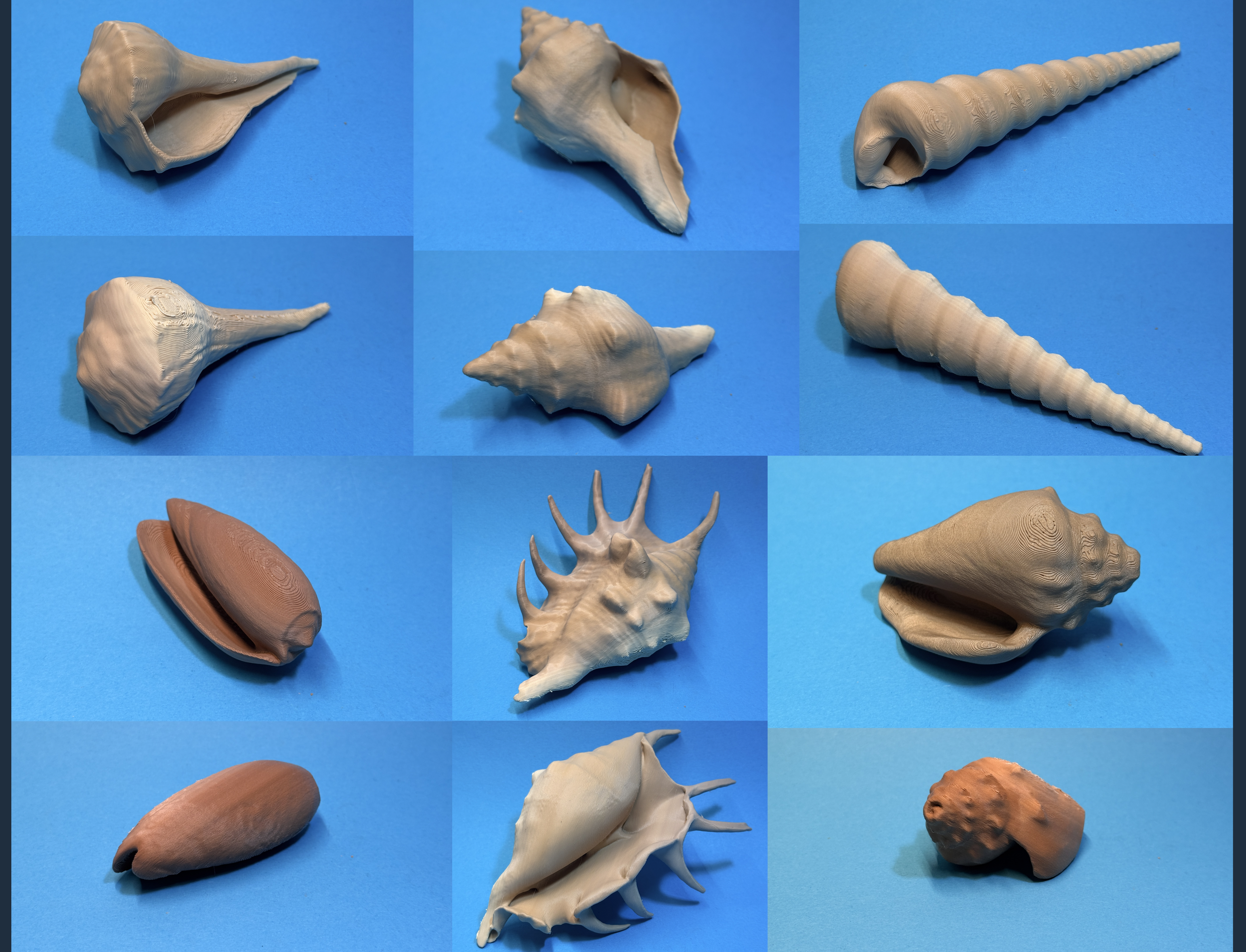 6 scanned Shells - shell - muscheln