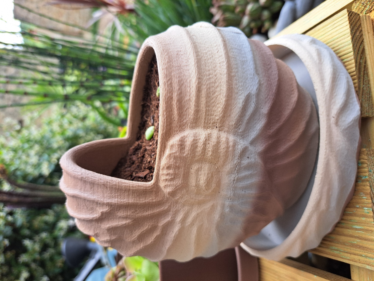 Pot ammonite