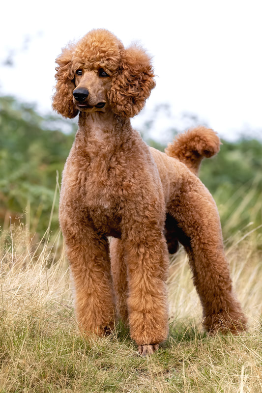 Cute poodle dog