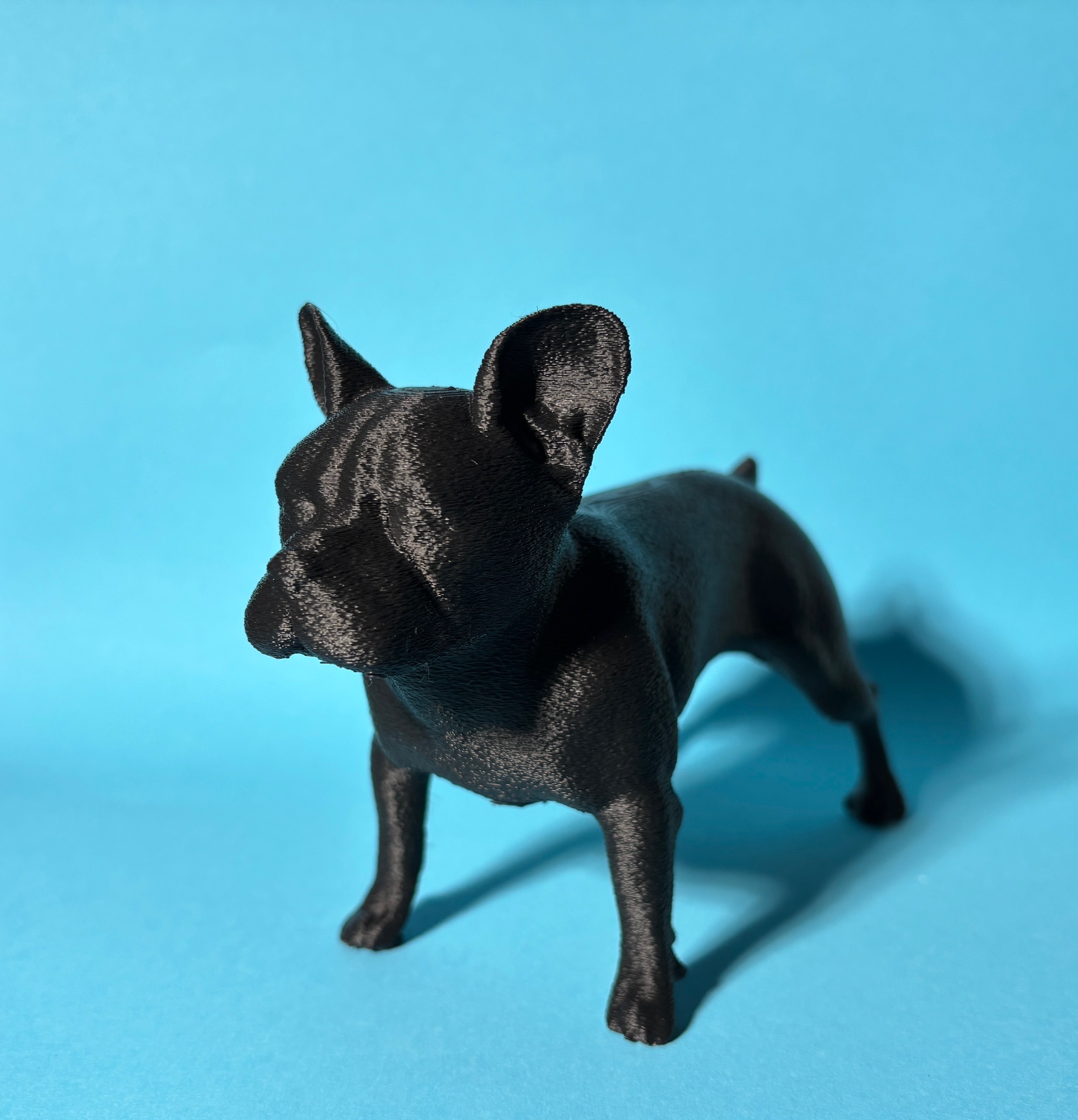 Französische Bulldogge