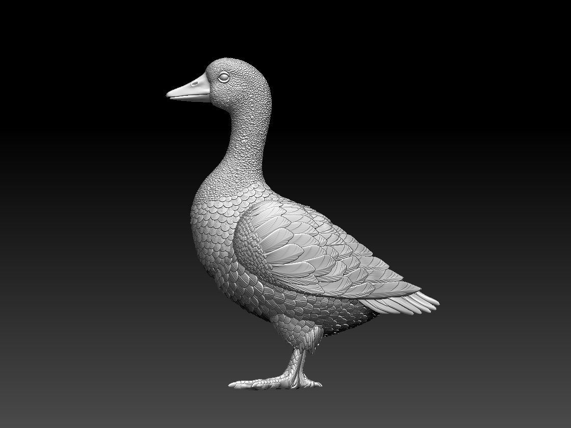 bird