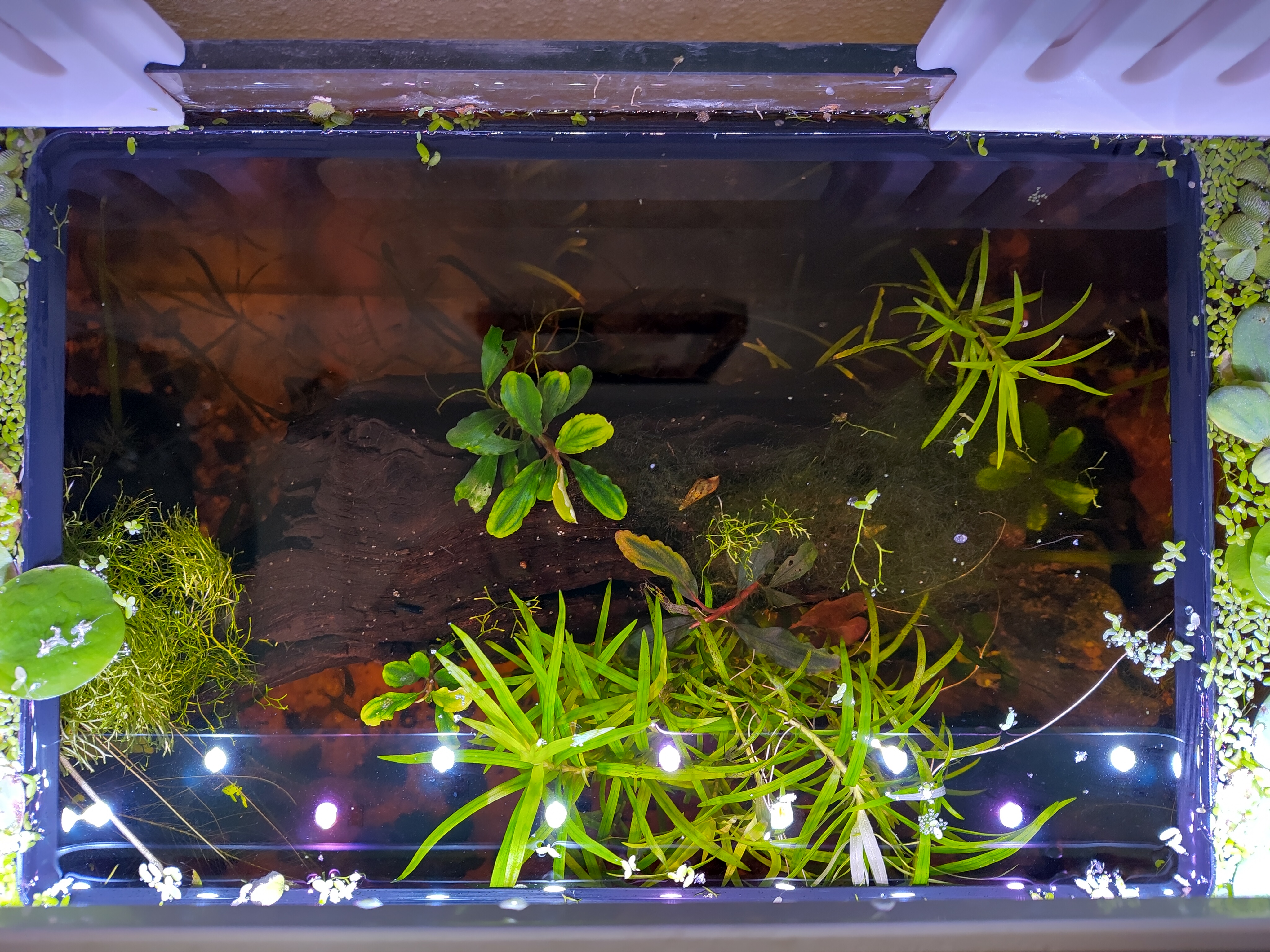 Aquarium Floating Ring / Frame vase mode