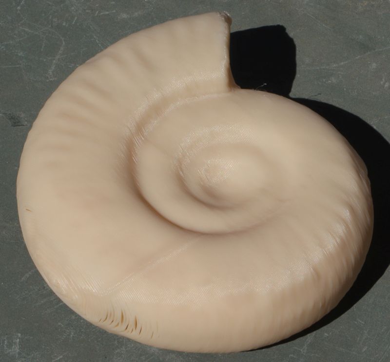 Ammonite - fossil — miniatura 2
