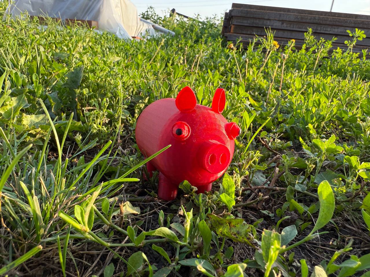 Piggy