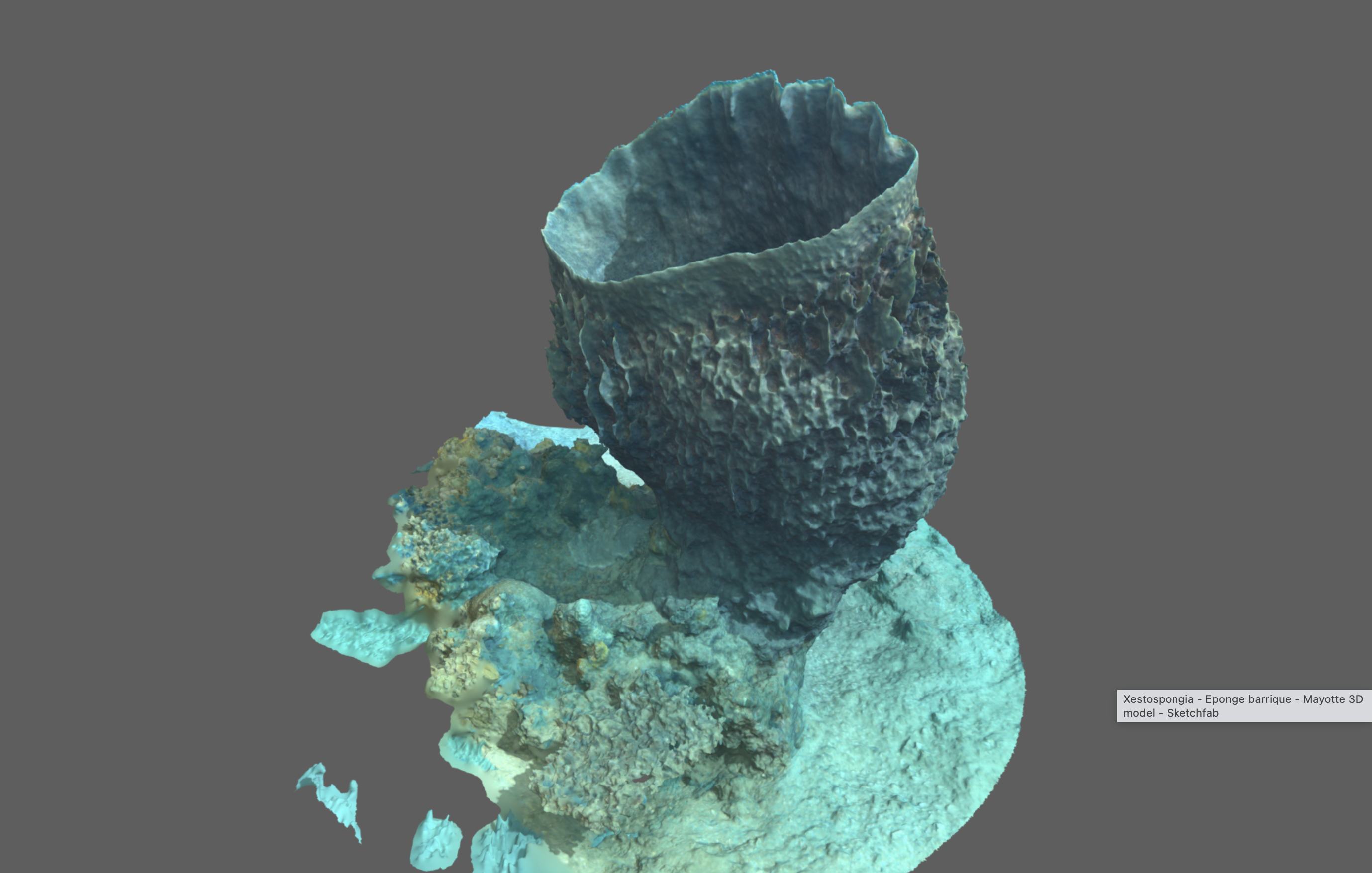Barrel sponge (Xestospongia)