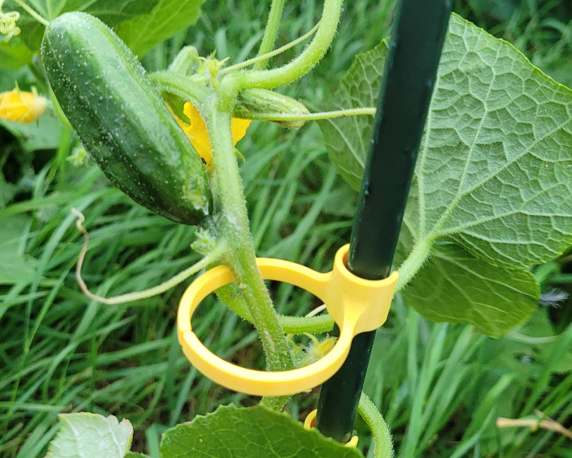Plant clip for 11 mm rods