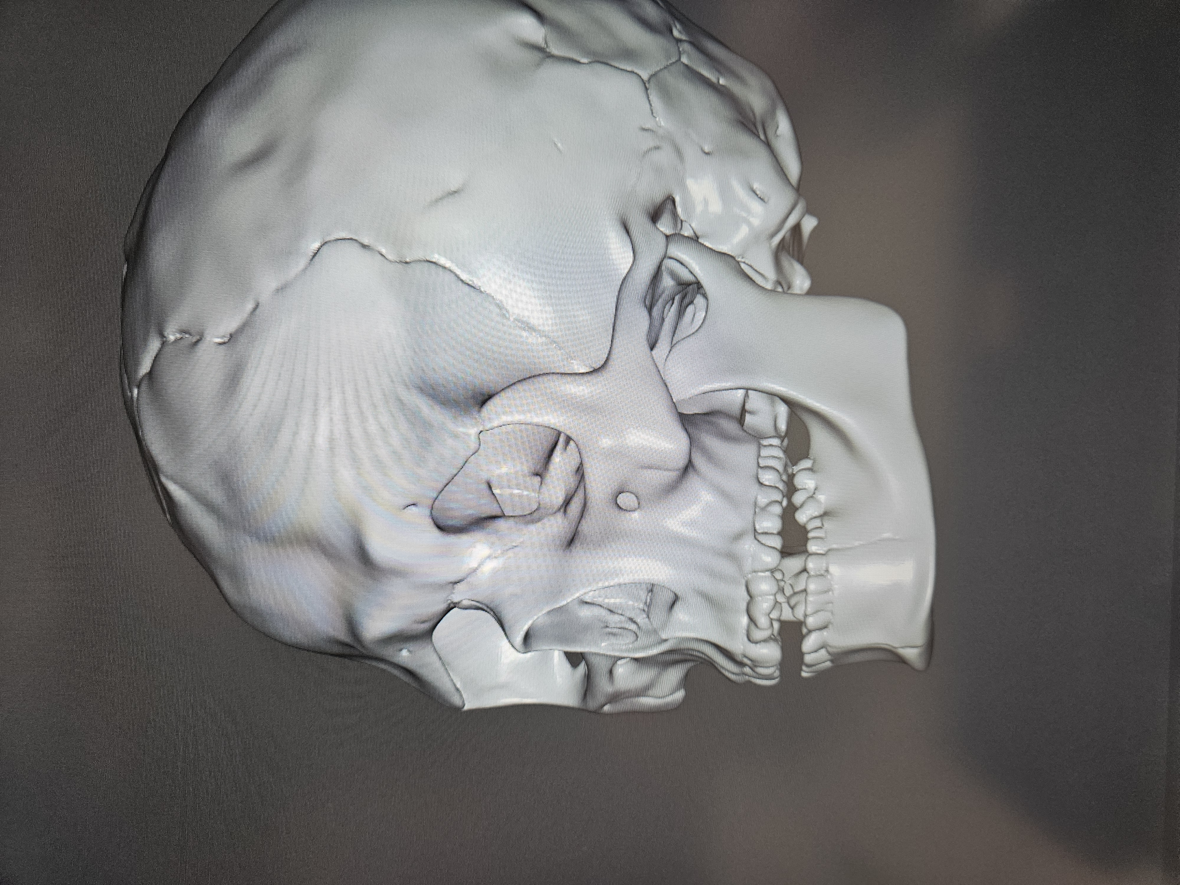 Skull with mouth slightly open