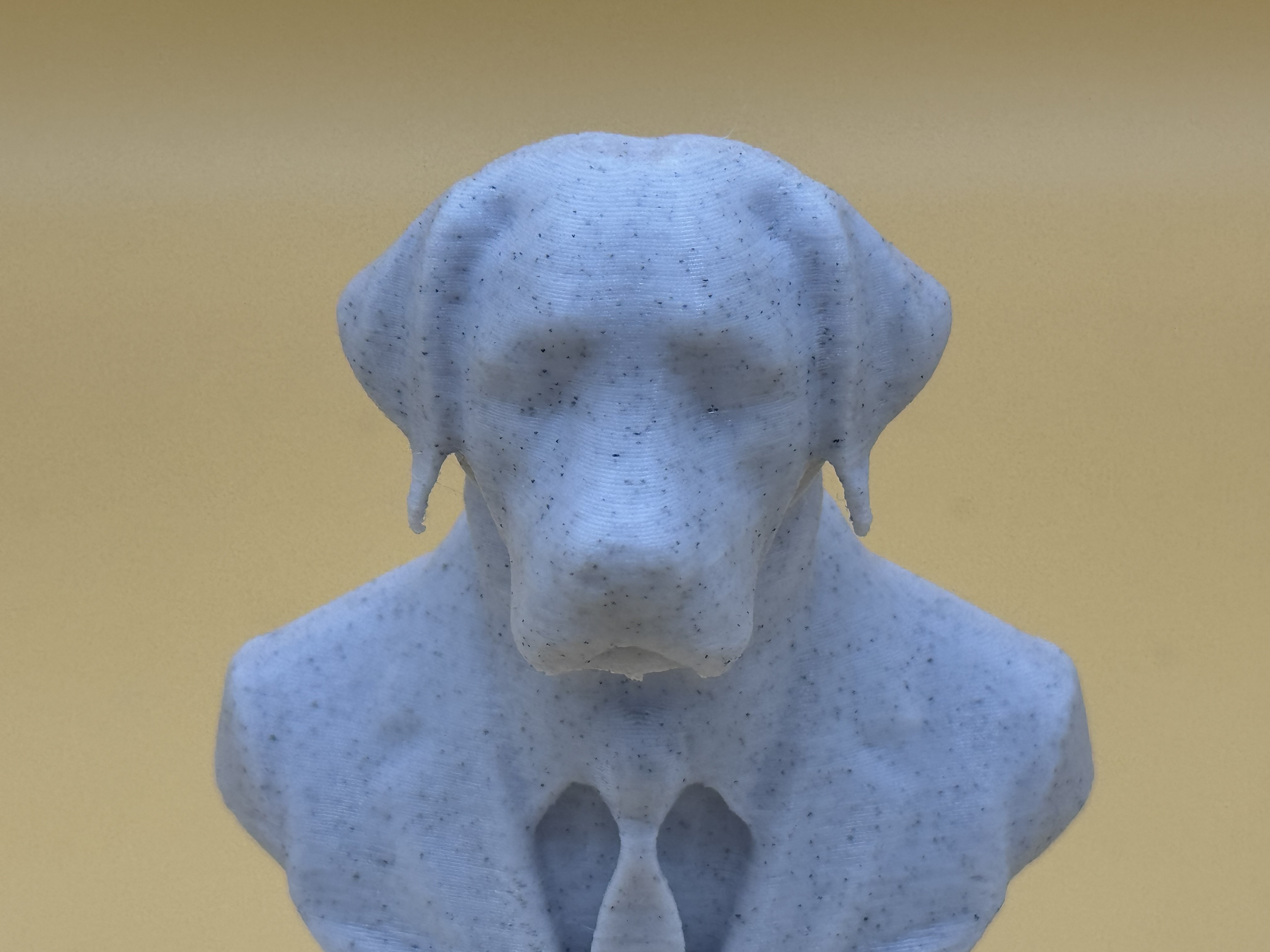 Bust of a well dressed Labrador