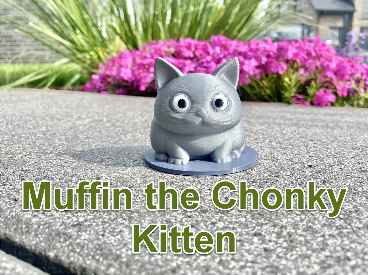 Muffin the Chonky Kitten
