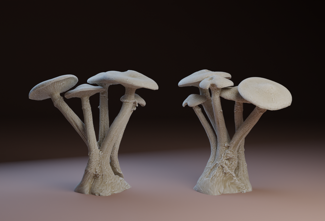 Mushroom Group
