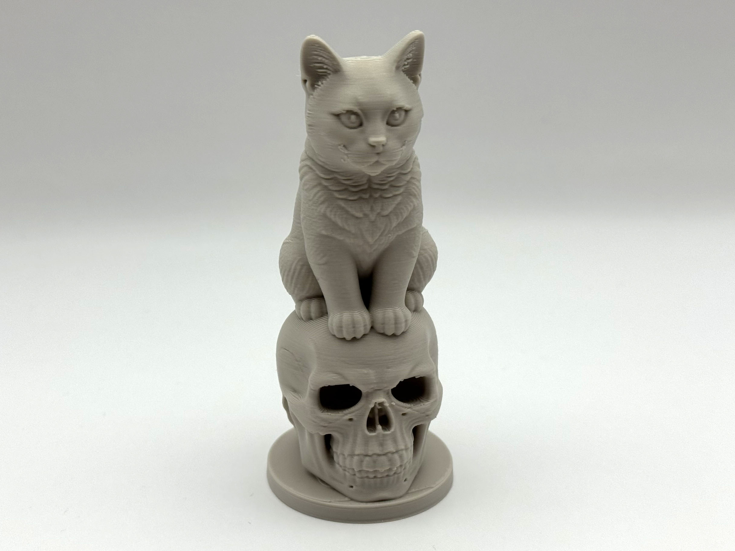 Kitten on Skull