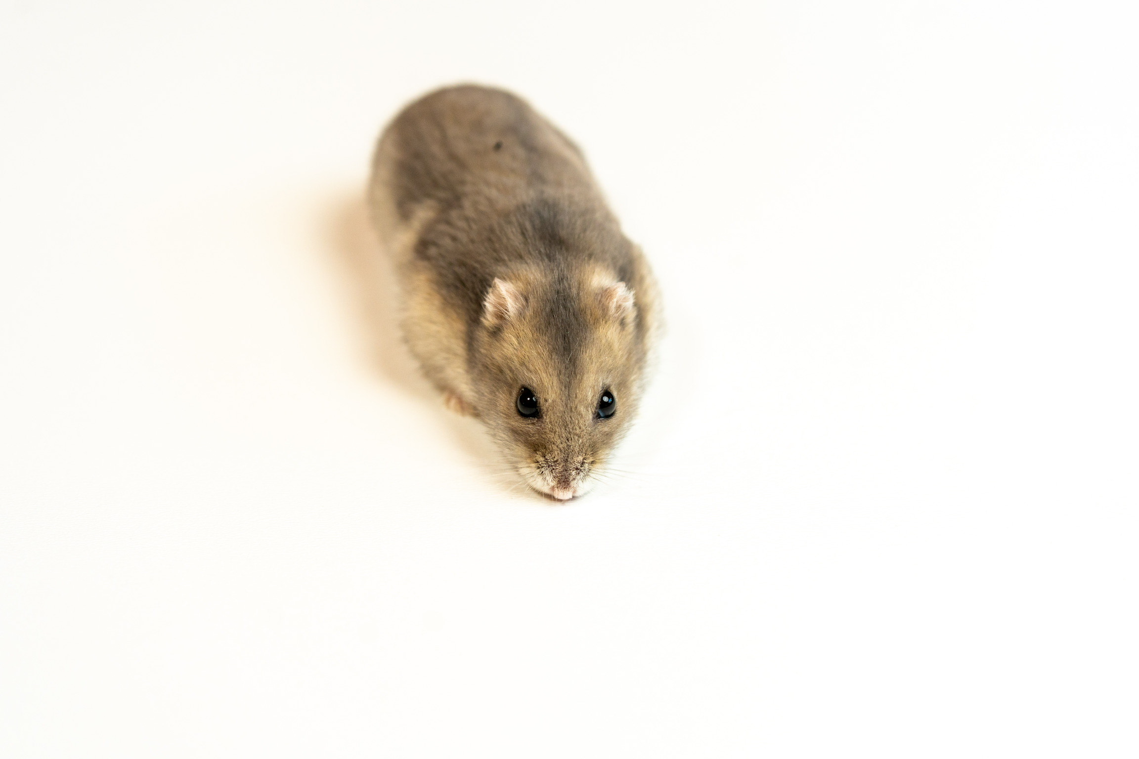 Hamster Tracker Wheel — miniatura 8