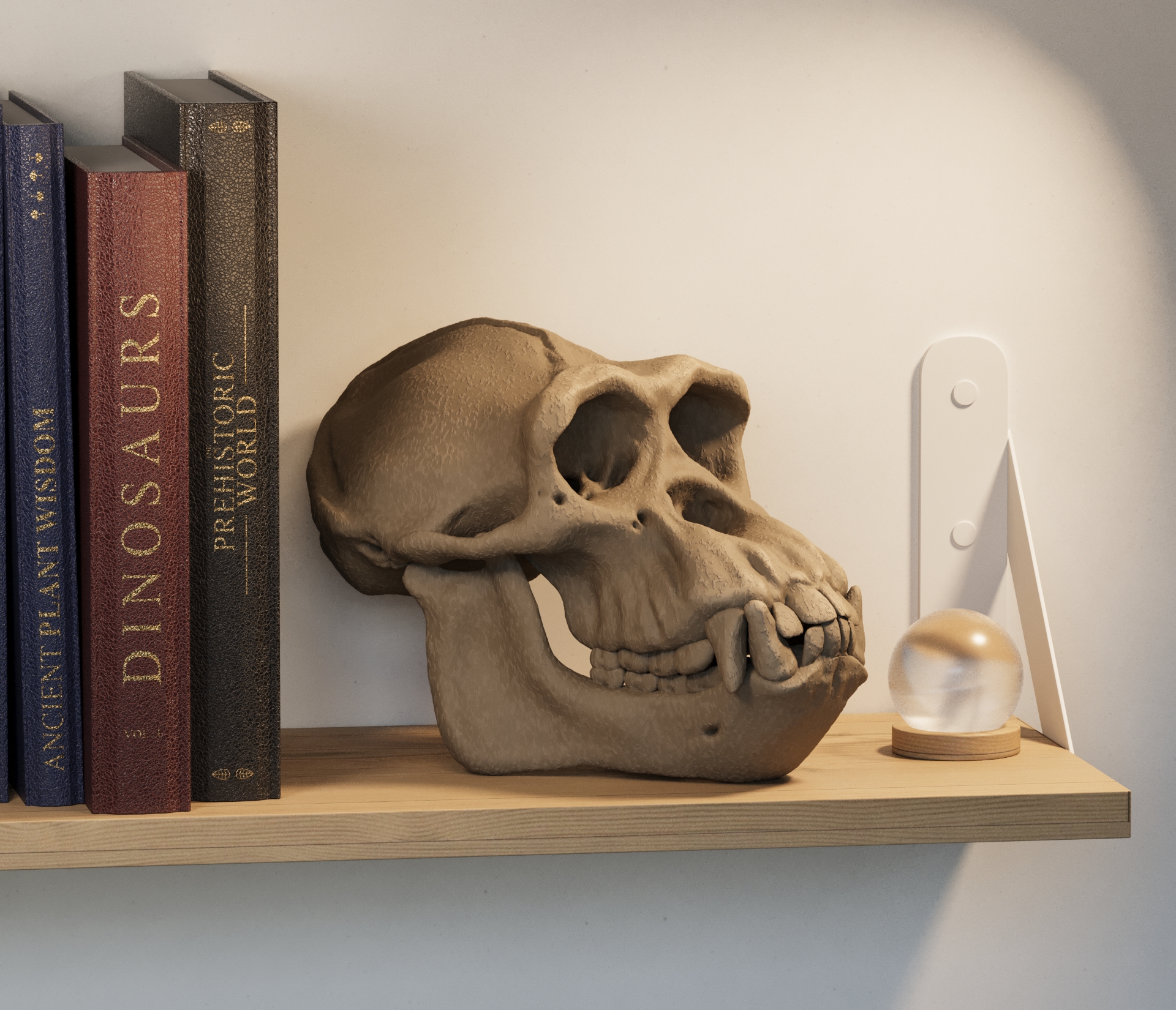 Chimpanzee Skull