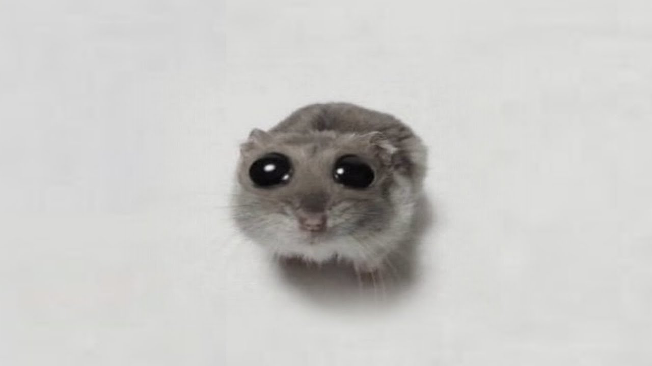 Meme Hamster — miniatura 2