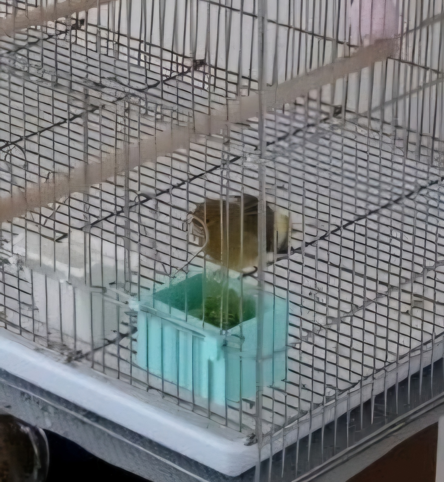 Canary/Parrot Bird Feeder