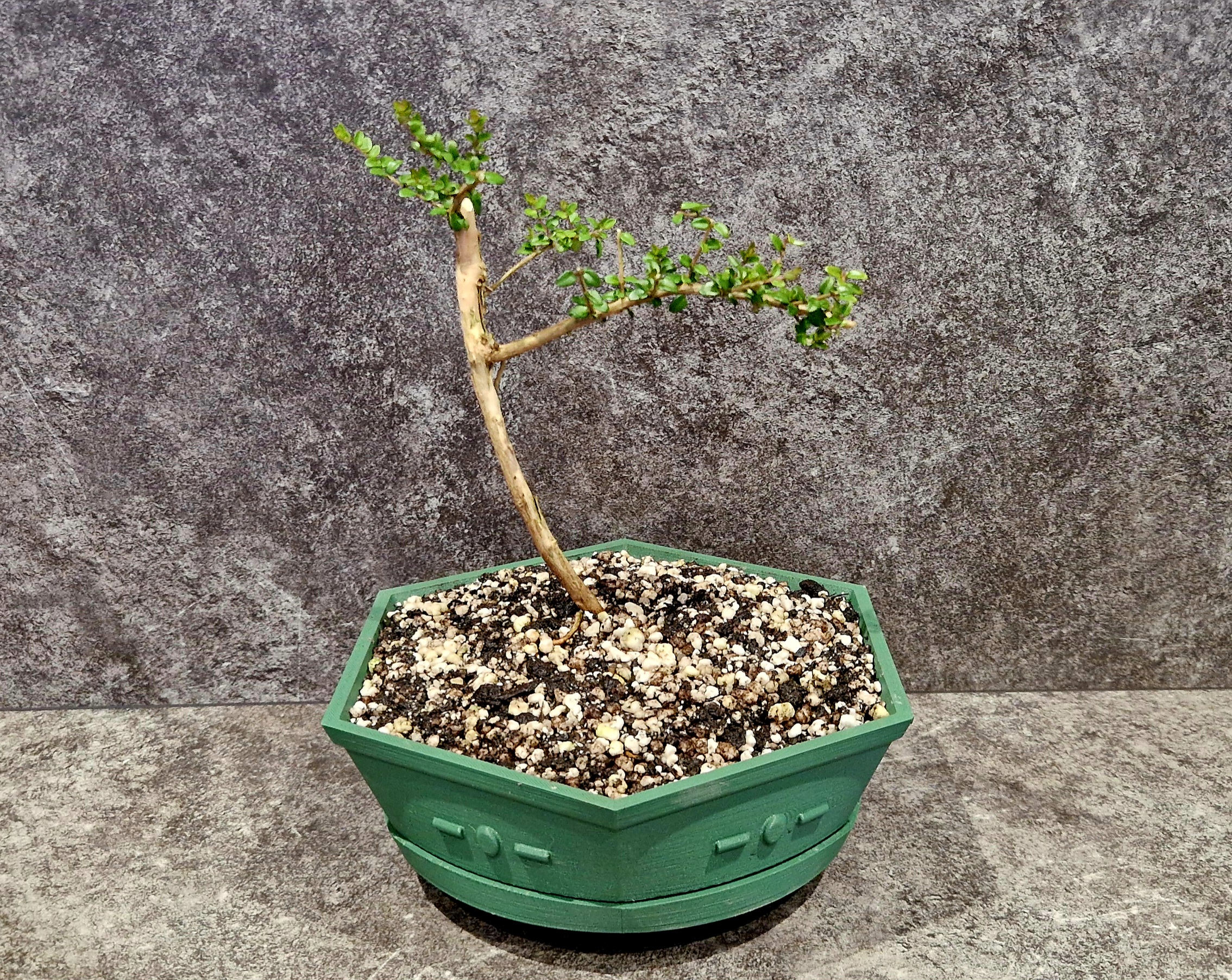 Raised Bonsai Pot