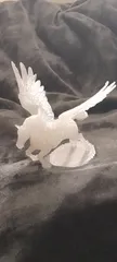 Pegasus Winged