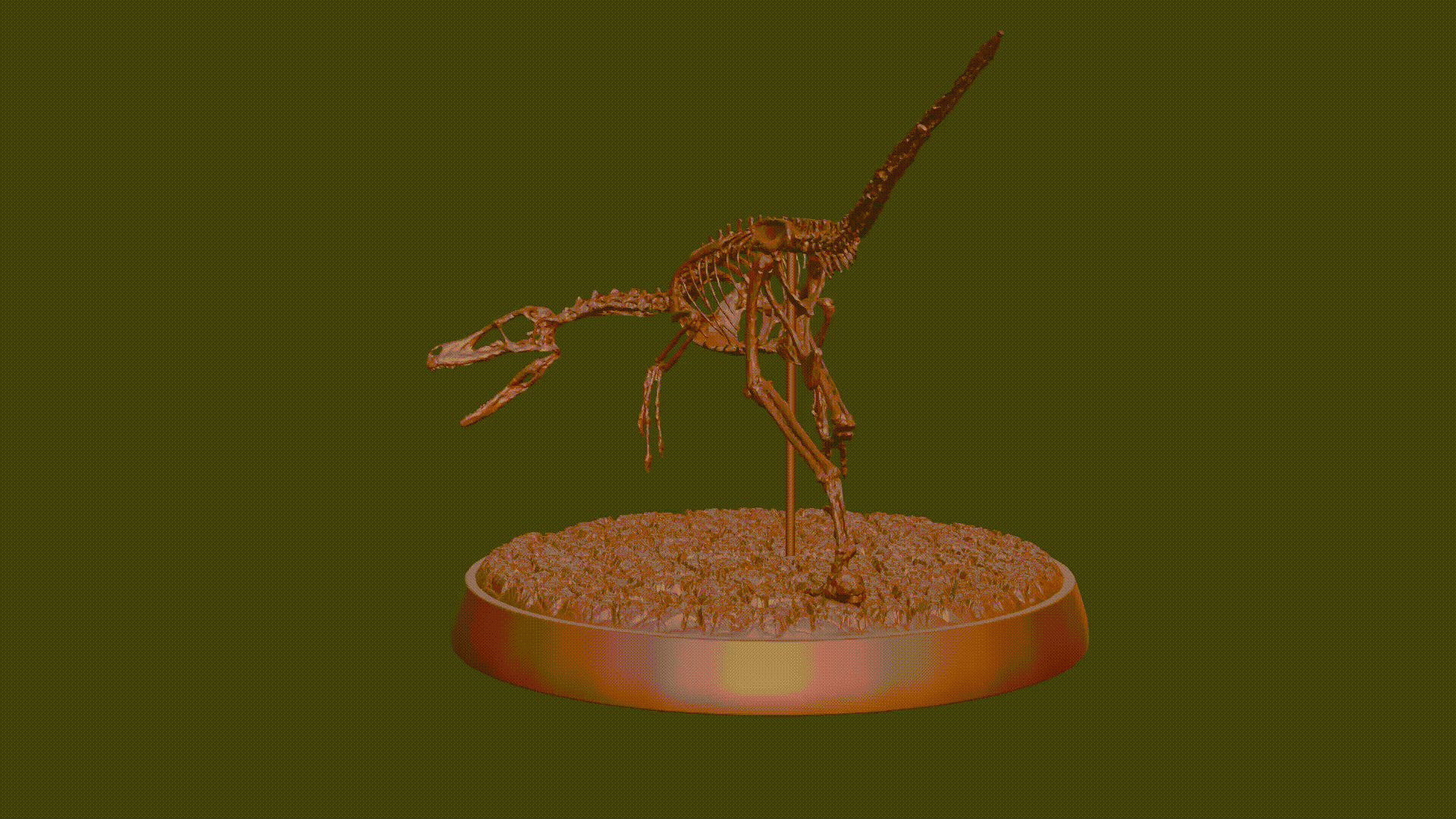 Fossil - Velociraptor