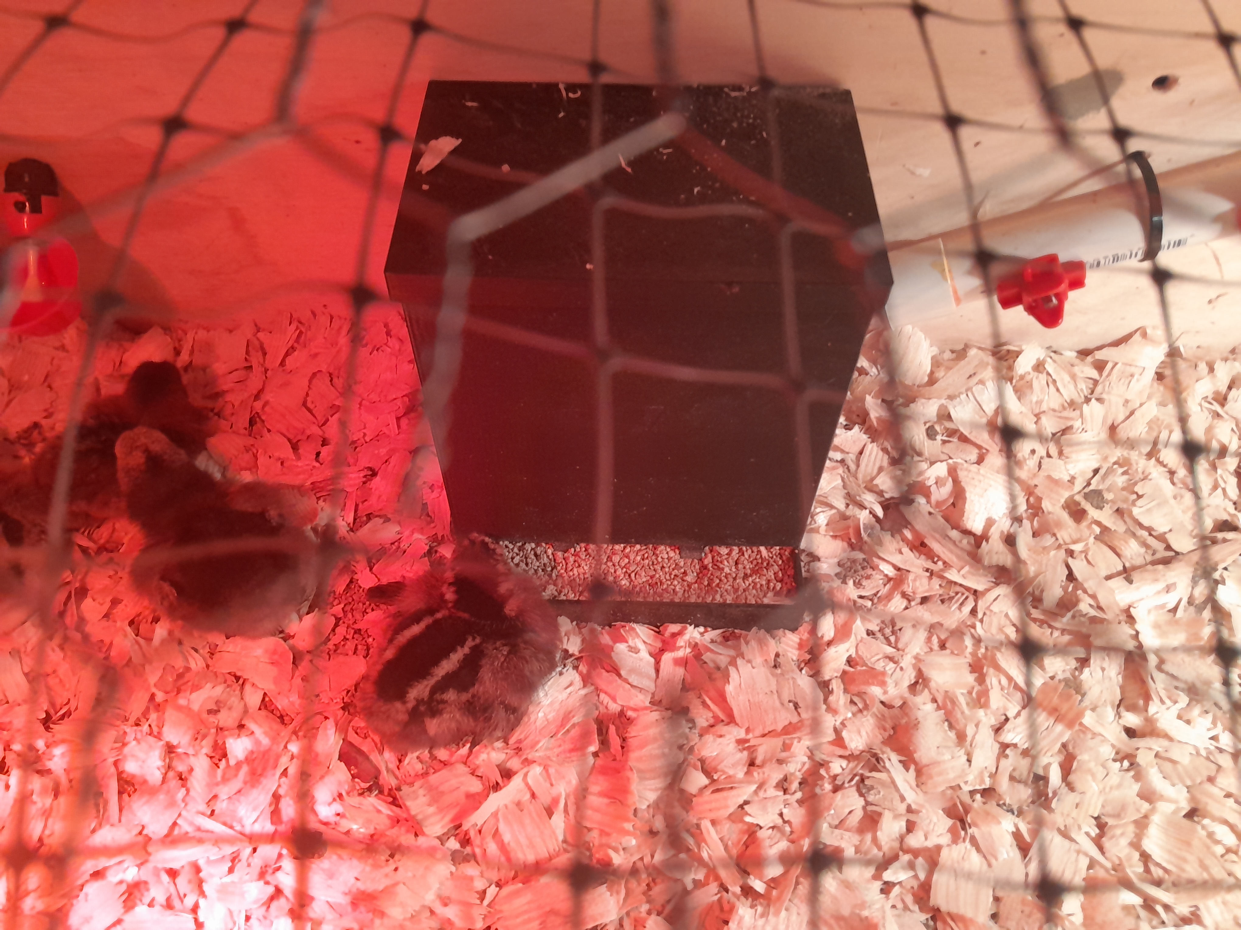 Chicken Chick feeder