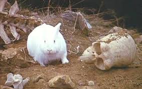 Monty Python Killer Rabbit