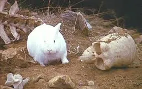 Monty Python Killer Rabbit