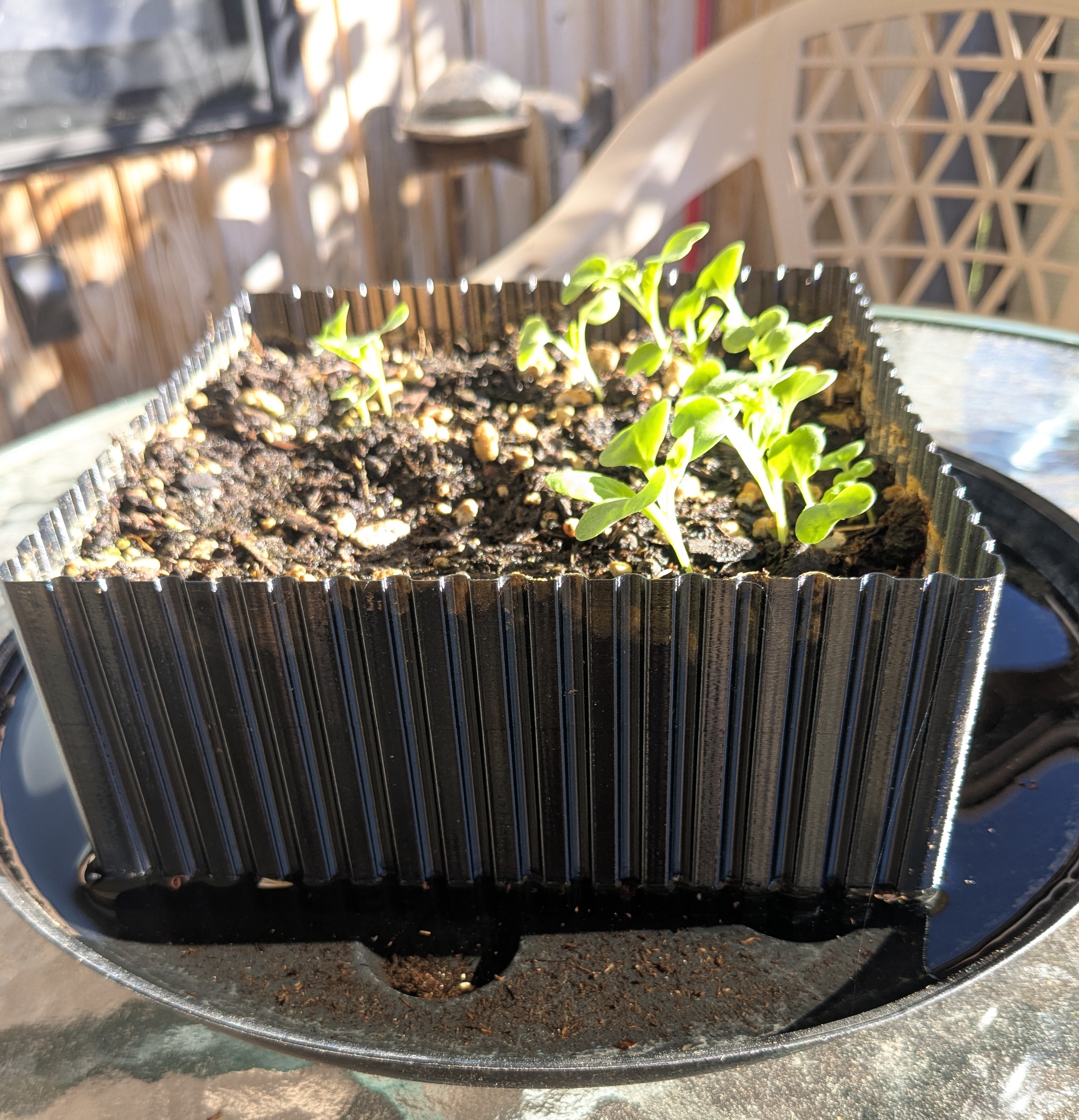 Lettuce Half Flat planter